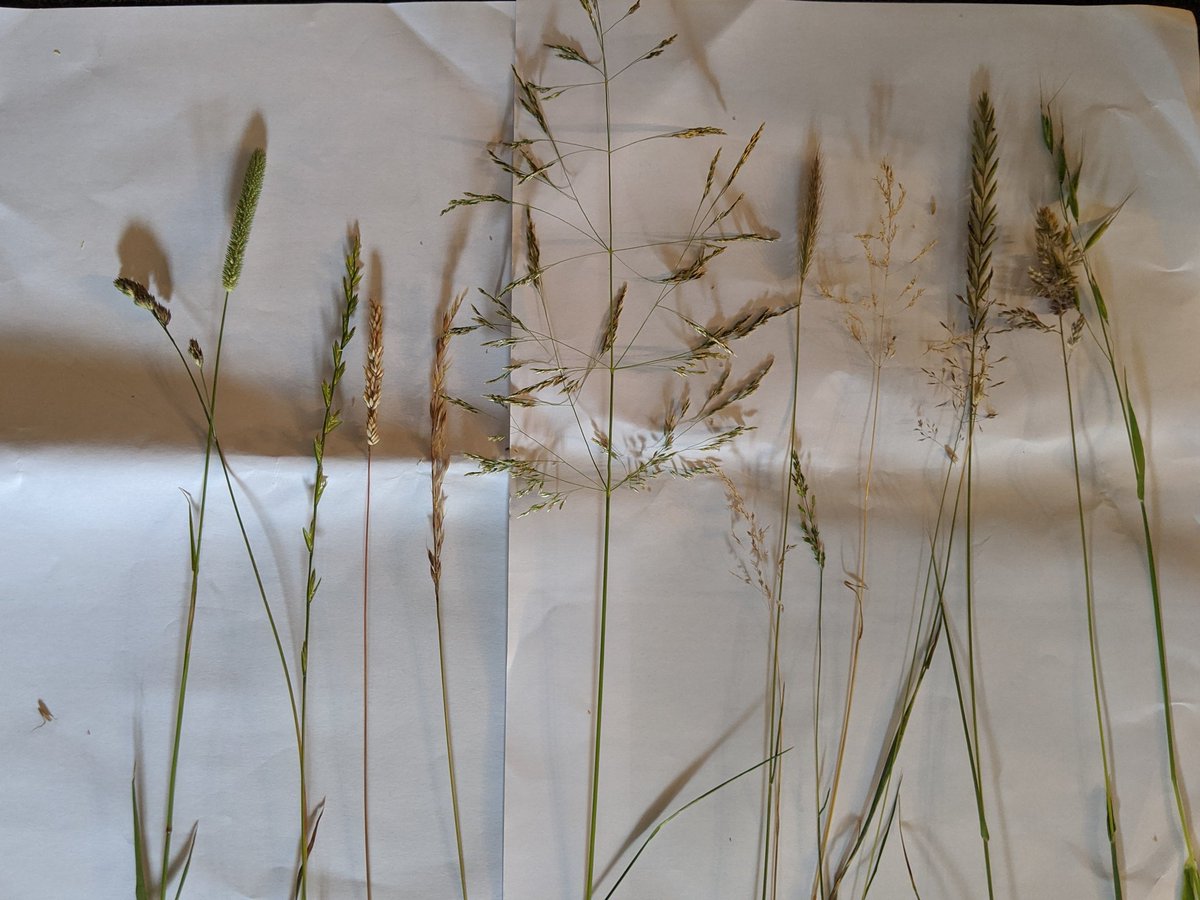 Isabel Commerford (@isabelcommerfo1) on Twitter photo Grasses from today's phase 1 CPD <a href="/BakerConsultant/">Baker Consultants - Ecology and Ecoacoustics</a> #ecology #training ๐พ Grasses from today's phase 1 CPD <a href="/BakerConsultant/">Baker Consultants - Ecology and Ecoacoustics</a> #ecology #training ๐พ