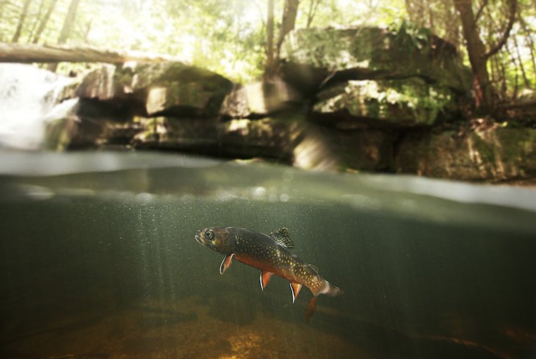 Ontario Out Of Doors tweet media