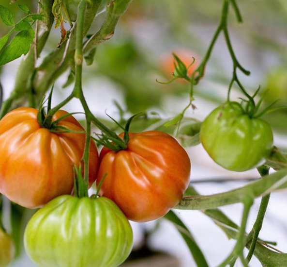 We're very pleased to have a rainbow of heritage, insecticide-free tomatoes that make very easy, delicious salads. Gary Griffiths and family have grown dozens of varieties since 1979, from the bite-sized 'Couer de Pigeon' ('Pigeon Heart') to larger 'Couer de Boeuf' ('Ox Heart').