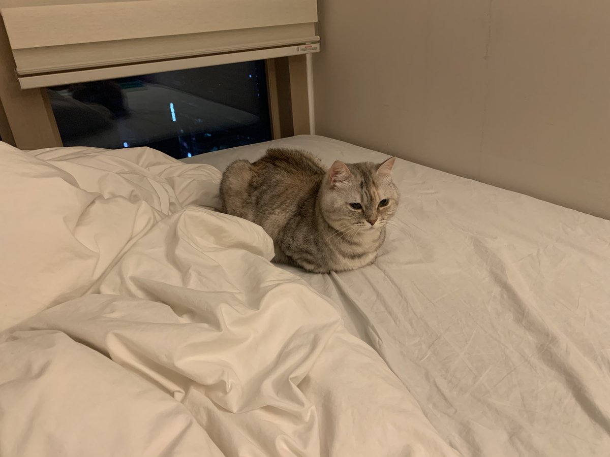 목욕시켰더니 삐져서 멀리서 떨어져 누운 고영.......