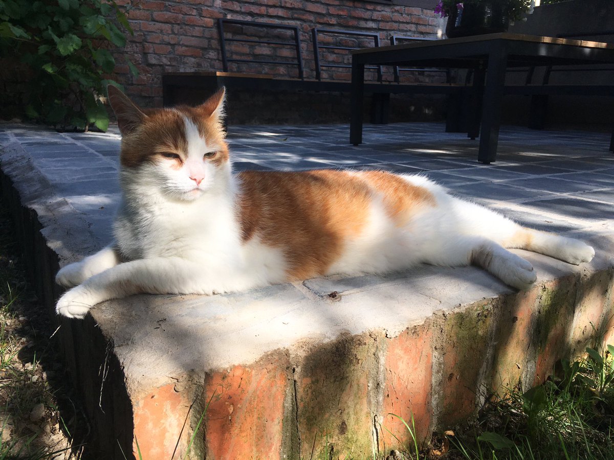 Vicpurrr's tweet photo. Hello this is King Victor https://t.co/cf4VuiXgX6