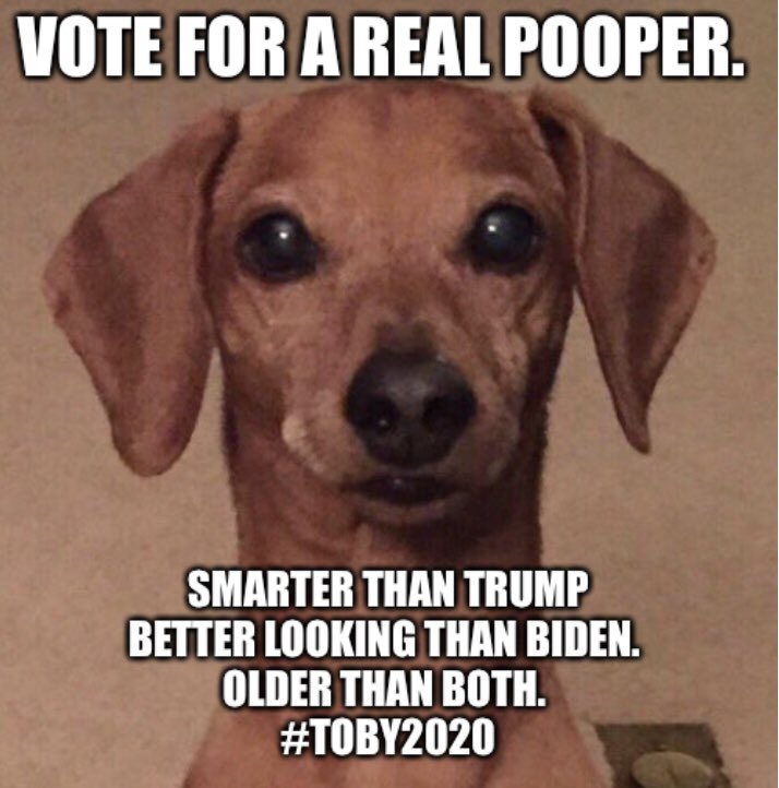 TobyDaPoopy's tweet photo. Watch out #realDonaldTrump. Look behind you #JoeBiden. There’s another wiener running in November. He has an agenda of unity, equality, and liberty. In other words...America.  Happy Independence Day everyone. Please be smarter than a wiener.  #dogsoftwitter #dachshund #Toby2020 https://t.co/vzzQeAKTGB