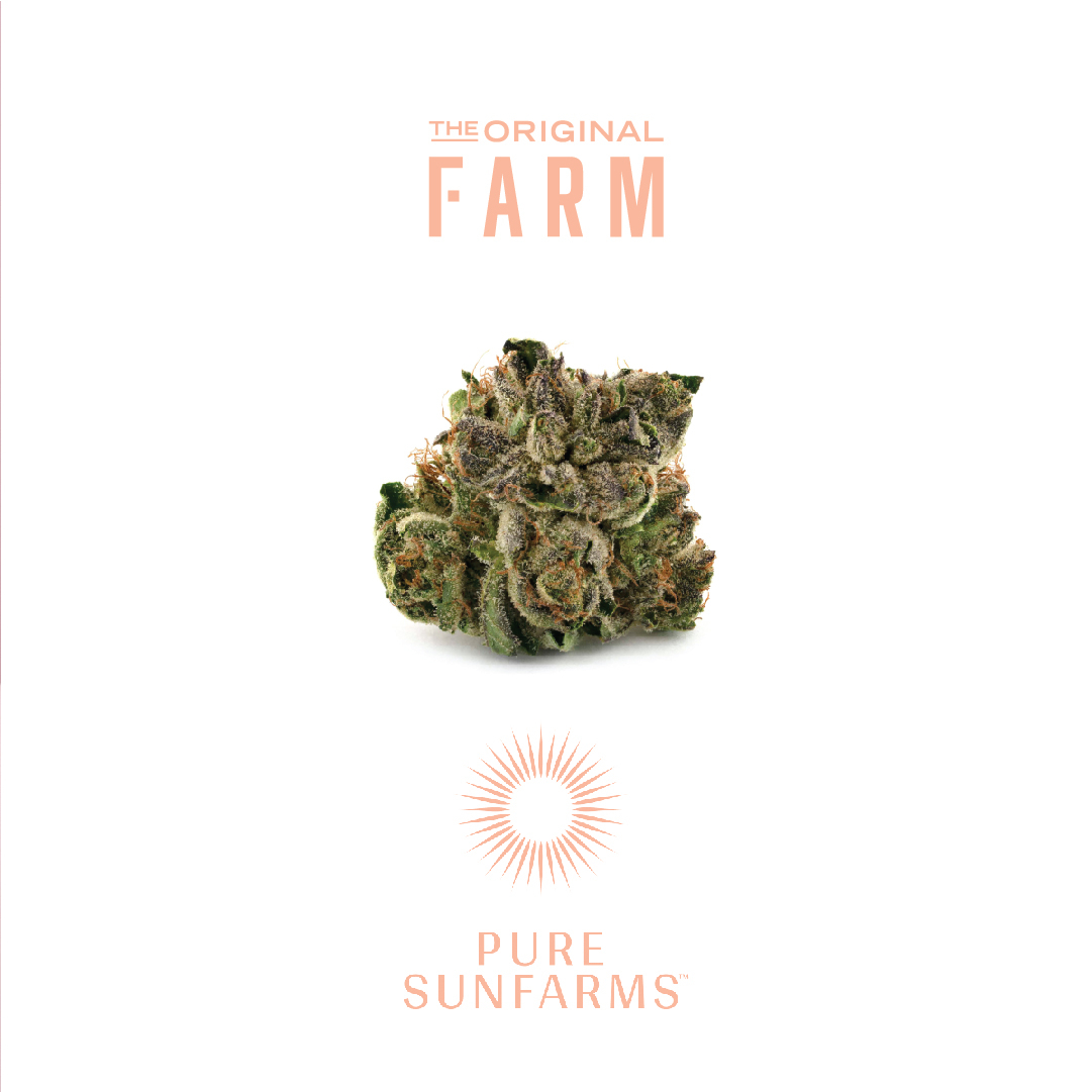 FarmCannabis's tweet photo. Pink Kush by @puresunfarms is a deeply relaxing, indica-dominant strain bred from OG Kush and features a gassy aroma with notes of butterscotch, coffee, earth, and grapefruit.

#TheOriginalFARM #BCbud #CanadianCannabis #GreenhouseGrown #CannabisCommunity #PureSunfarms https://t.co/8H9IIrrCVu