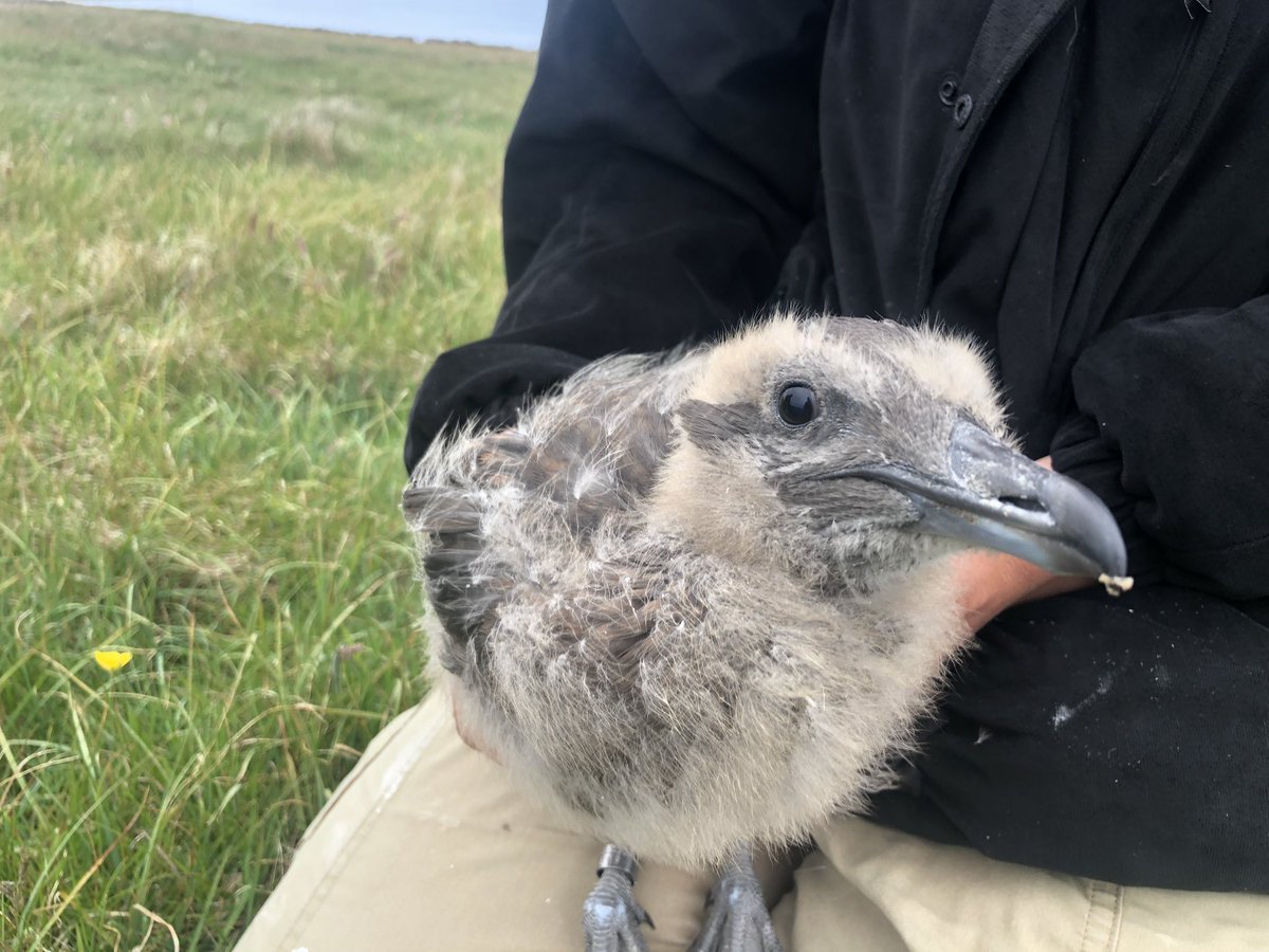 NRonBirdObs's tweet photo. Brutus the Bonxie chick! We only have two pairs on the island so we’re glad to see one pair with a huge chick!
Arctic Terns showing good early signs with 36 chicks ringed today. https://t.co/dgZ8jBtqf0