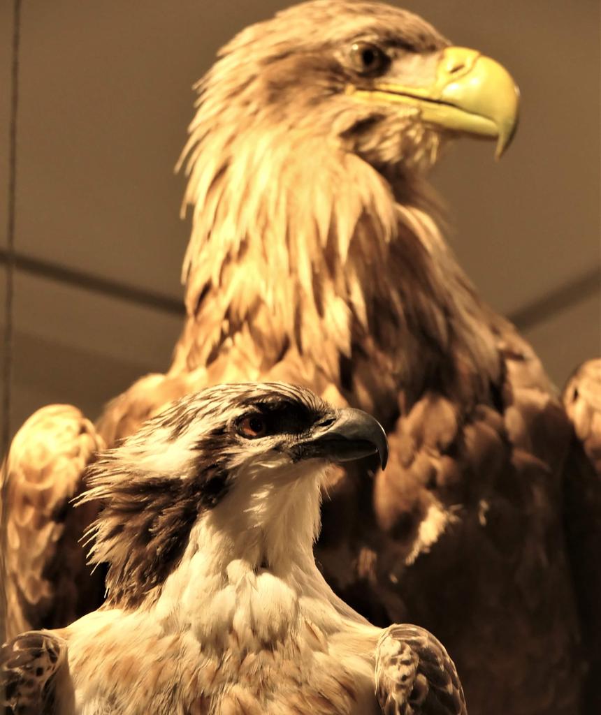 "Was da drüben wohl zu erspähen ist?" Herausfinden könnt ihr das in unserer neuen Sonderausstellung "Tiere", die natürlich auch am Wochenende von 13-18 Uhr im Stadtmuseum Cottbus zu sehen ist 
#Cottbus #Tiere #endlichwiederCottbus #mein_Cottbus #Naturkunde #nature #Lausitz #Natur