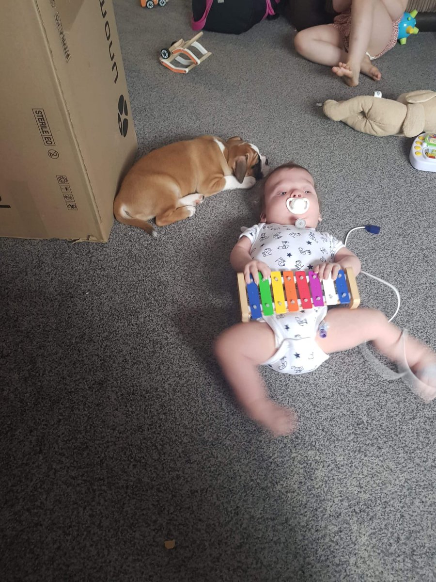hltay71's tweet photo. Working dog (Talula) for grandson, to be trained to alert Mum when trachi needs cleaning. Will go a long way to him sleeping in his own room. Talula will also be trained as a seeing eye dog due to Hunter's limited eyesight @noonansyndrome  @Noonan_Syndrome https://t.co/CFV0JzlUQh