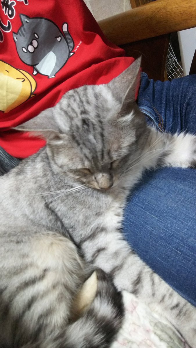 うちの猫が可愛すぎる
