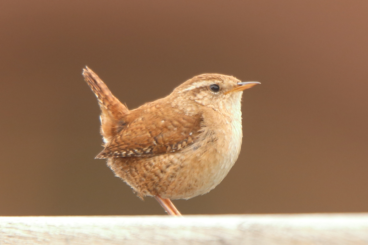 naturebygreen's tweet photo. New photo ID guide to wildlife you might find in your garden or school on my website! Including #PerkyWrens
https://t.co/BHzECLtKmg
#NatureRichLearning https://t.co/ZjMMjwH7kO
