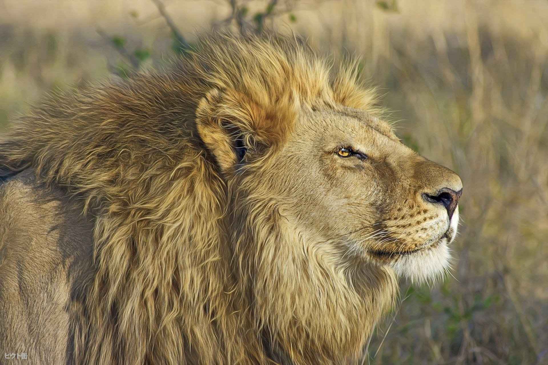 カワウソの知らない世界 カワ知ら 公式 百獣の王ライオン オスはたくさんのメスに囲まれて基本的に狩り はしない 一見ヒモのように思えるけどオスライオンだって大変なんだ オスライオンは常に他のオスライオンから玉座を狙われていて 戦いに