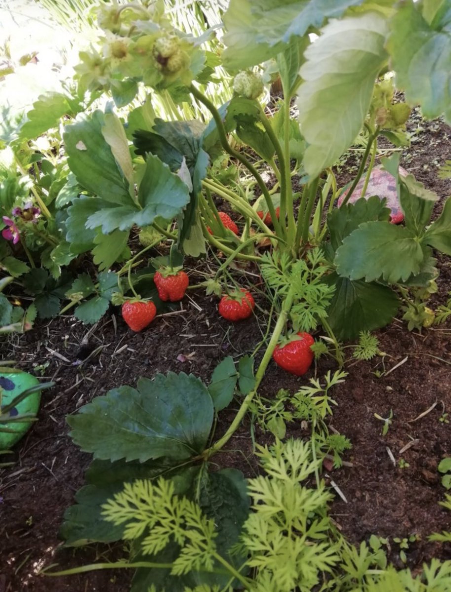 Southern_SMCA's tweet photo. 🌟Our Pupil of The Week in Y2LD is... Charlie🌟  Charlie has been keeping me updated with her gardening at home. Since school closures she has grown many different types of fruits and vegetables, here she is looking super proud with her home grown peas and strawberries . 🌱 🍓 https://t.co/LNIogCa4Eh