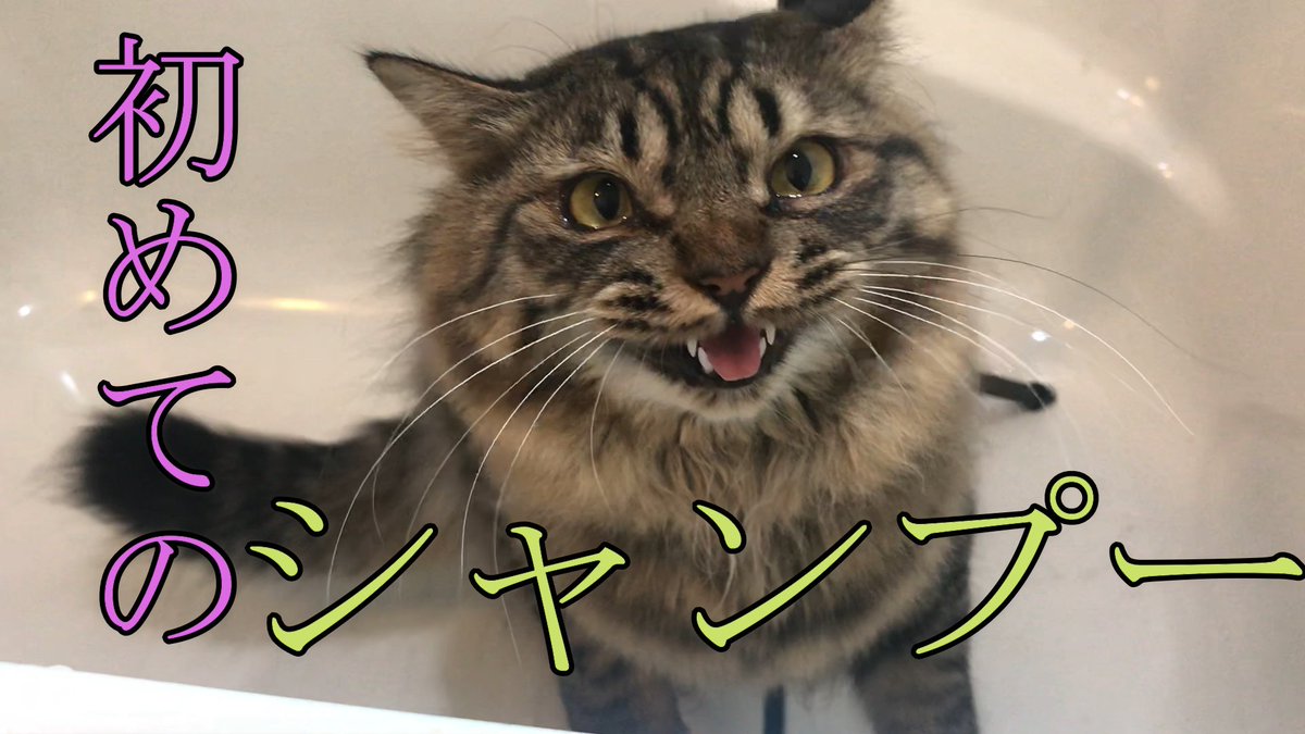shichinosuke07's tweet photo. 新しく動画を投稿しました。
https://t.co/rwUPWZqmDE
今回は後輩猫『鈴ちゃん♀』の人生初のお風呂動画です。
先住猫『七之助』のときの体験を踏まえて撮影しましたので是非ご視聴頂ければ幸いです。
#猫好きさんと繋がりたい 
#猫のいる暮らし 
#猫好き https://t.co/voeUOa1Rtk