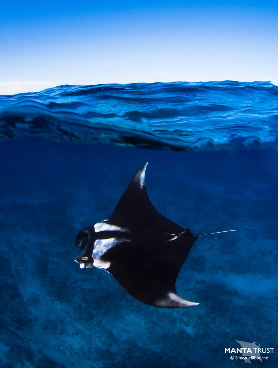 MantaTrust's tweet photo. Oceanic #manta rays (Mobula birostris) are more commonly found in pelagic, deeper waters compared to their #reefmanta cousins. This #oceanicmanta however, was seen gliding over the relatively shallow reef in the deep south of the #Maldives. https://t.co/6ihhUtsLmC