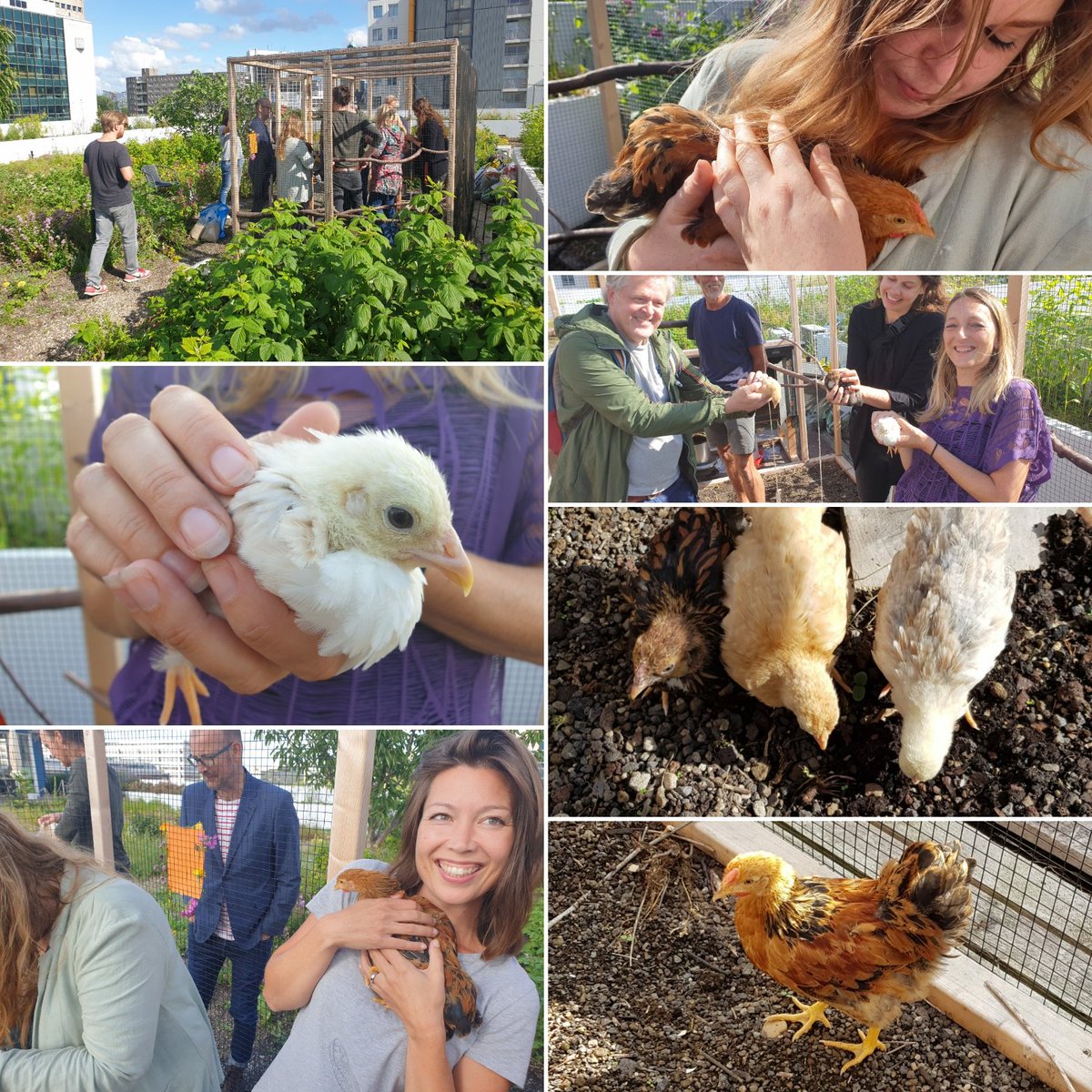 Ons dak heeft 3 kippen (en 1 haan), #dakkippen en een #dakhaan. De haan heet Jules ... maar hoe gaan onze kippen heten? Suggesties zijn welkom! (moet wel iets Rotterdams hebben!).