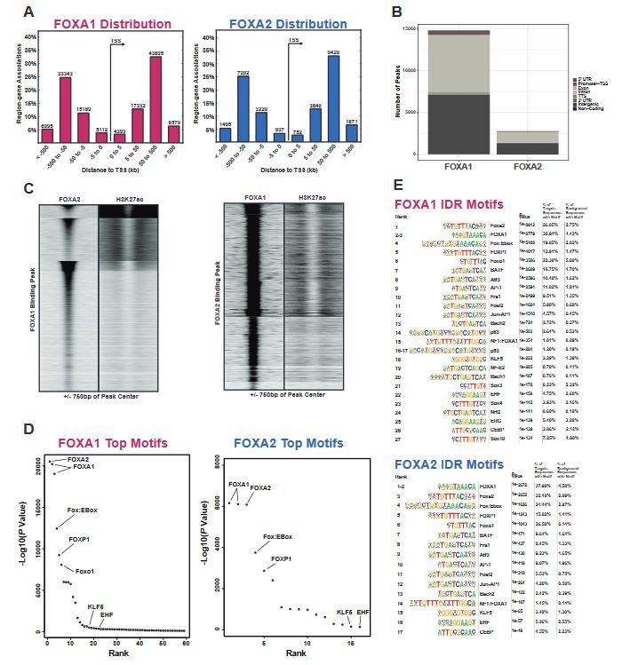 AJP-Lung Cellular and Molecular Physiology tweet media