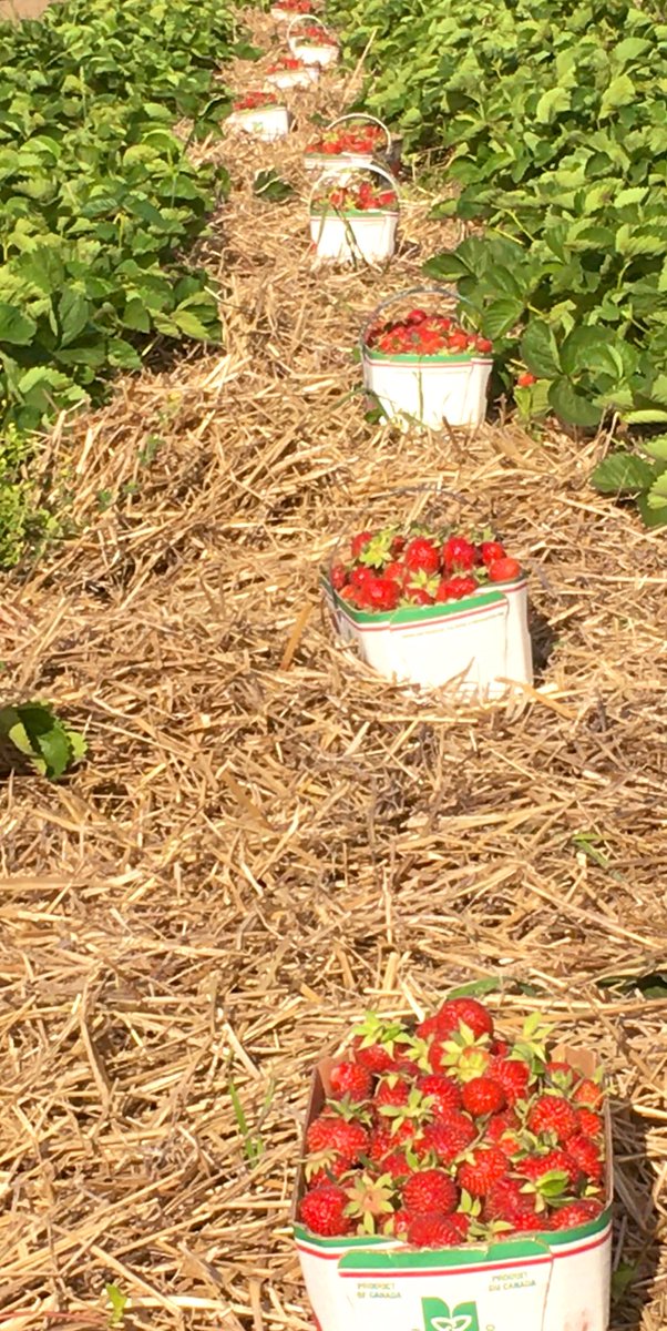 Kennedy_Farms's tweet photo. Still have lots of sweet berries available! #shoplocal #thankaconsumer https://t.co/DgNcFc5oNb