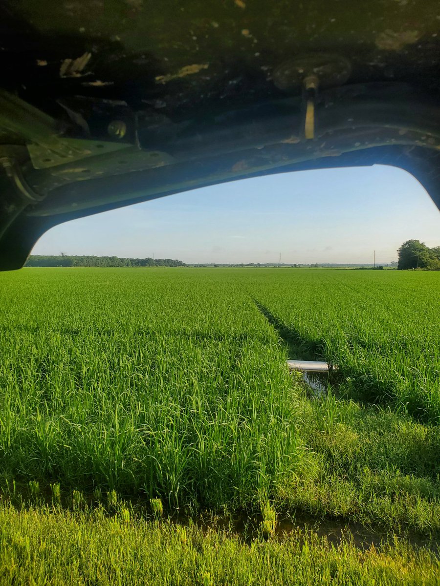 And coming in as the #1 reason this week to grow row rice... no levees washed out after a rouge 3" July rain!