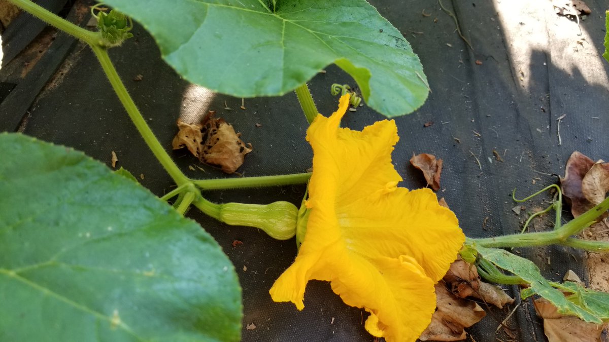 NewMoonCreative's tweet image. Welcome baby butternut to the 3 sisters family #garden #meditation