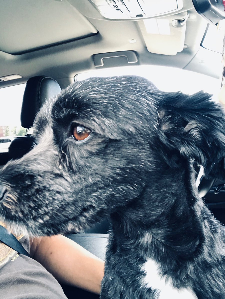 DonMcC23's tweet photo. Meet Maya! https://t.co/6udNR5KunL