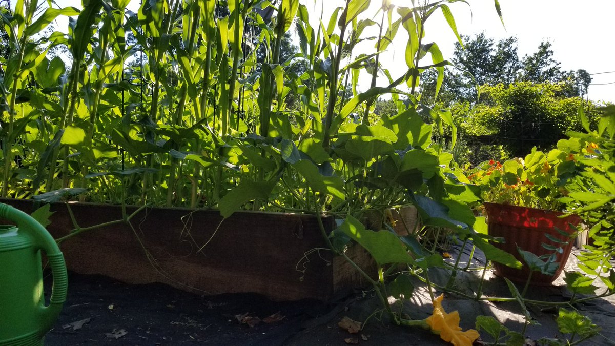 NewMoonCreative's tweet image. Welcome baby butternut to the 3 sisters family #garden #meditation