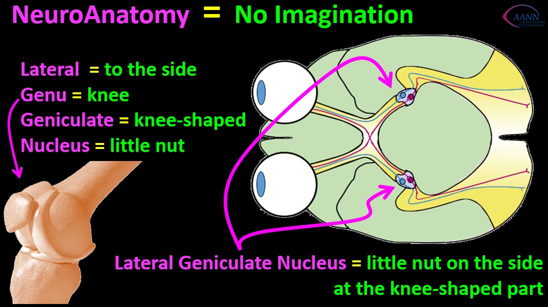 JNN_journal's tweet image. The lateral geniculate nucleus is
1. lateral
2. knee shaped
3. looks like a little nut 
#neuronerds #visualpathway #neuronurses @NeuroNursesAANN  @NursingCenter