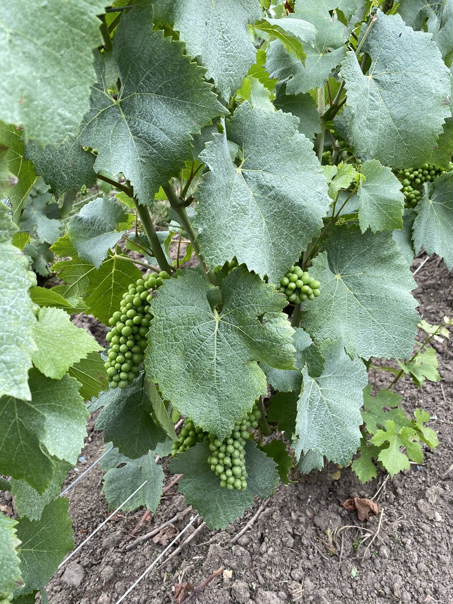 LouisRoederer_'s tweet photo. « Champs romés », Pinot noir, Verzy. Another beautiful plot for #CristalChampagne #Regenerative #HorseTilled #BD #Compost #Organic #SoftPruning #TeamRoederer #InPursuitofTaste -JBL https://t.co/dhs8eia0us