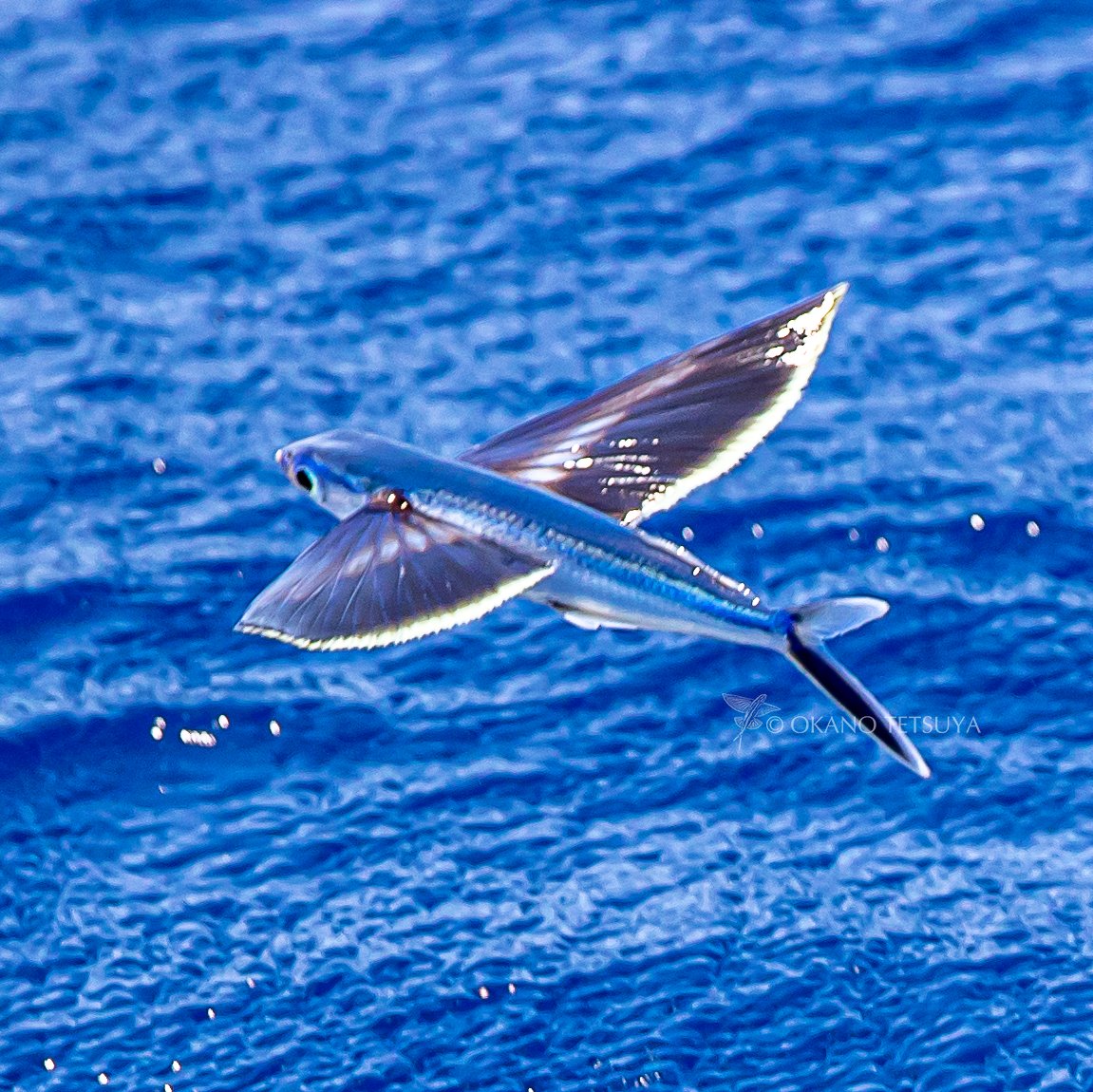 O Xrhsths T Okano Sto Twitter 胸鰭が黒くて縁が透明なのはイダテントビウオ で胸鰭が白くて身体の側面の血合い部分が鮮やかなのがハゴロモトビウオ どちらも比較的小型で腹鰭を使わない飛翔をします 距離を飛ばない種類という印象が強いです トビウオ