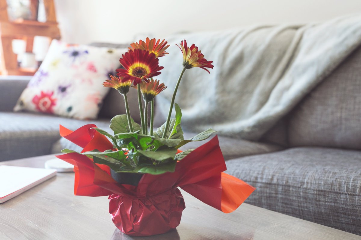 LakeSupLinCo's tweet photo. 4 Reasons For Why You Should Bring Flax Linen Into Your Home https://t.co/7guEP56mXS https://t.co/xcsy9knAcf