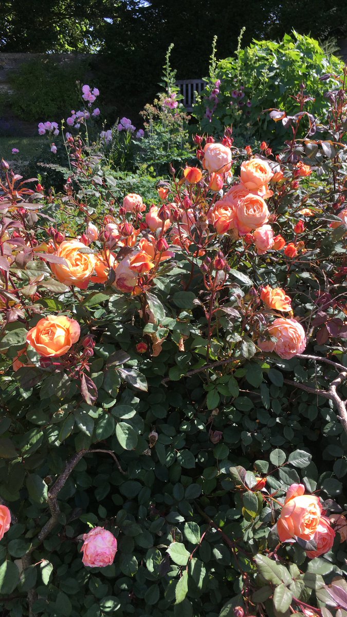 Lady Emma Hamilton has the most amazing scent