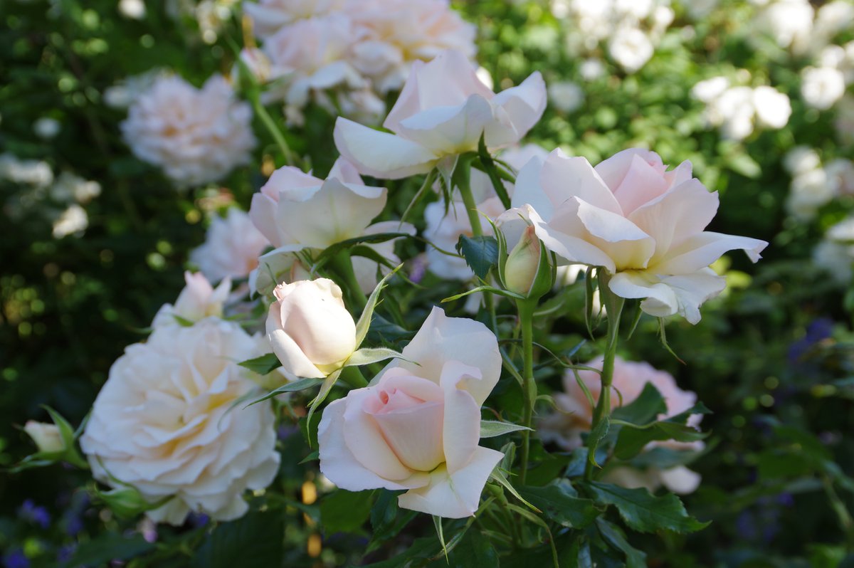 Another of my favourite roses Chandos Beauty