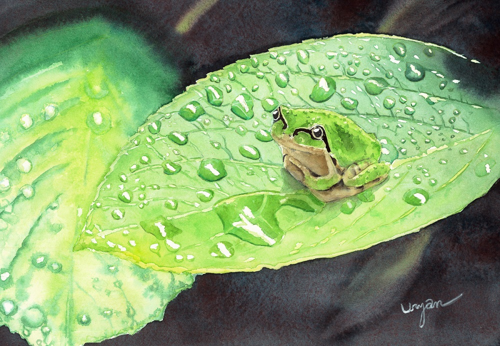 うりゃん 雨上がり アジサイの葉の上でこちらを窺うカエルを描いてみました オリジナル カエル アマガエル あじさい 紫陽花 透明水彩 Watercolor 水彩画 アナログイラスト T Co 5ocjwhzb7g Twitter