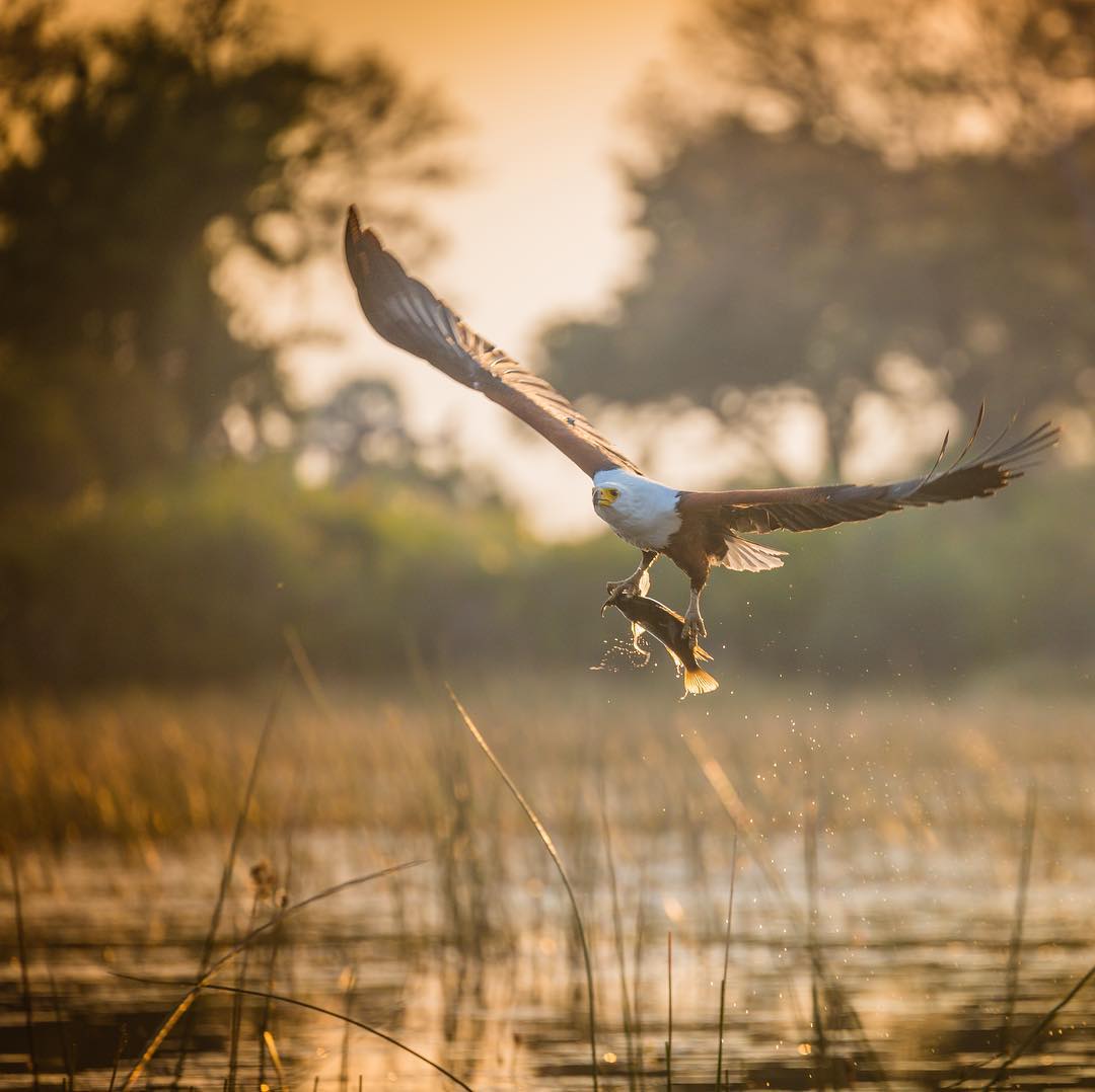 WeAreWilderness's tweet photo. African fish-eagle with dinner, at #PeloCamp #WildernessSafaris #Birding #Botswana https://t.co/cjlSyF040A