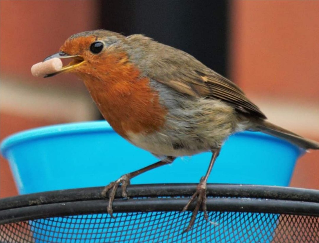 Riddlesworth Hall Preparatory School tweet media