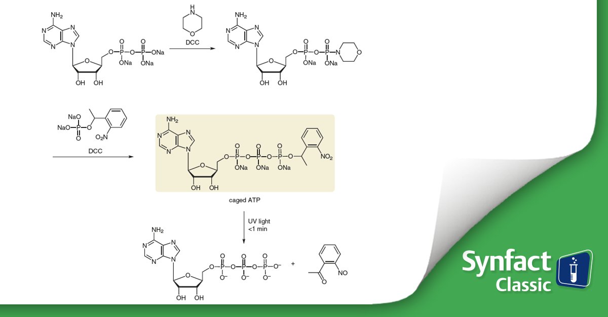 thiemechemistry's tweet photo. 🕰️ It was in 1978 when Kaplan et al. expanded the concept of photolabile #protectinggroups to ATP and demonstrated the controlled release of ATP to activate Na+/K+ pumps in resealed red blood cell ghosts.😮🔬

Travel back in time 👉 https://t.co/2pbEo0jHdw https://t.co/dH9Ka1unPB