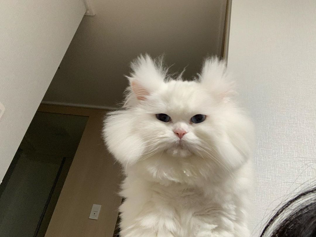 9GAG's tweet photo. What I look like every morning when I wake up
📸 malsook03.01 | IG https://t.co/IR4XiQDhyy