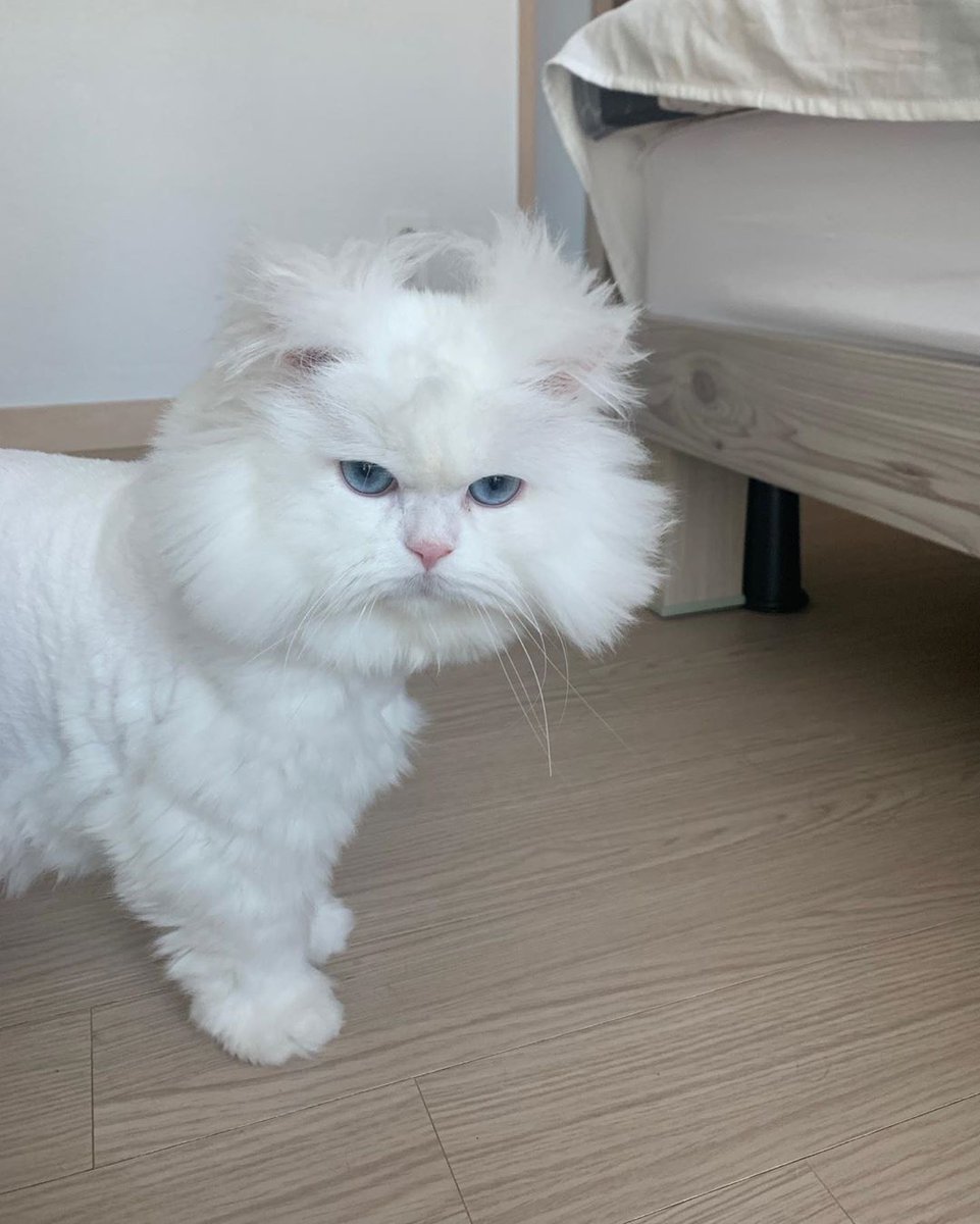 9GAG's tweet photo. What I look like every morning when I wake up
📸 malsook03.01 | IG https://t.co/IR4XiQDhyy