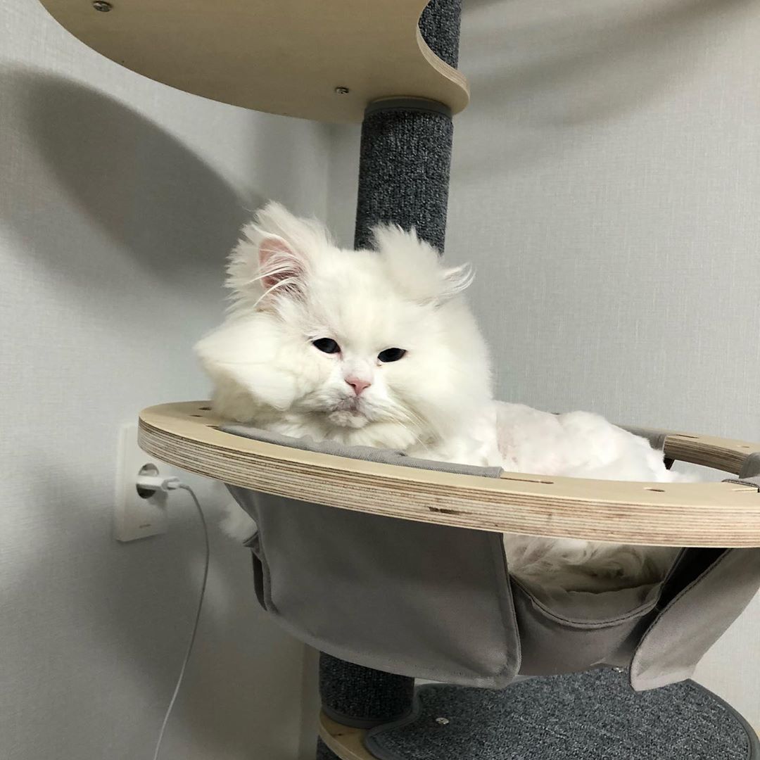 9GAG's tweet photo. What I look like every morning when I wake up
📸 malsook03.01 | IG https://t.co/IR4XiQDhyy