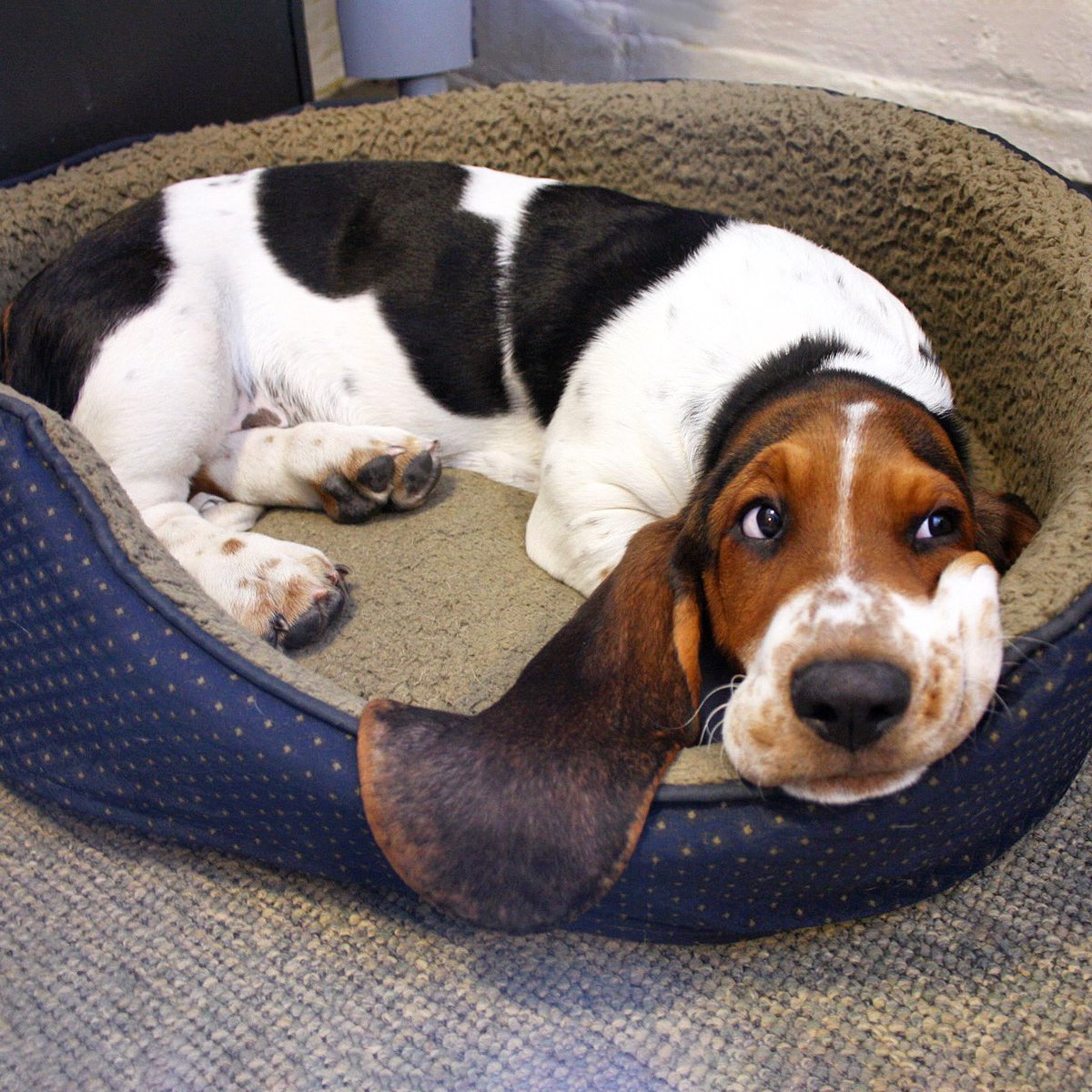 dean_the_basset's tweet photo. step 1: do bad stuff. step 2: avoid eye contact. 👀 #deantips https://t.co/YRpvg3Q0Xb