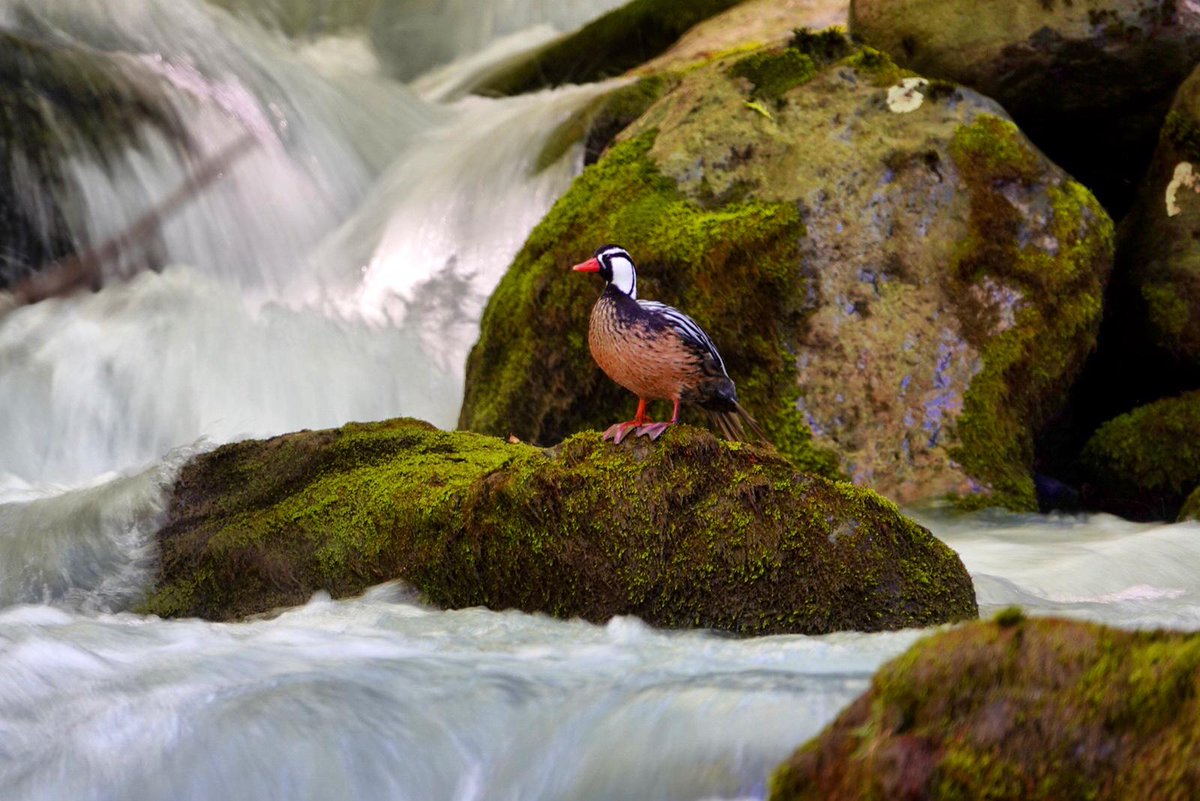 OrnitologiaNeot's tweet photo. We invite you to share with us your projects/publications about #Neotropical #birds. We want to help make them visible.
Los invitamos a que compartan con nosotros sus proyectos/publicaciones sobre #aves #Neotropicales. Queremos ayudar a visibilizarlas. https://t.co/nVibJx3ka4