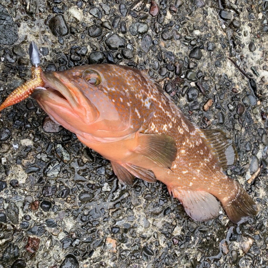 いもみん(眉毛ちゃんもいるよ) tweet media