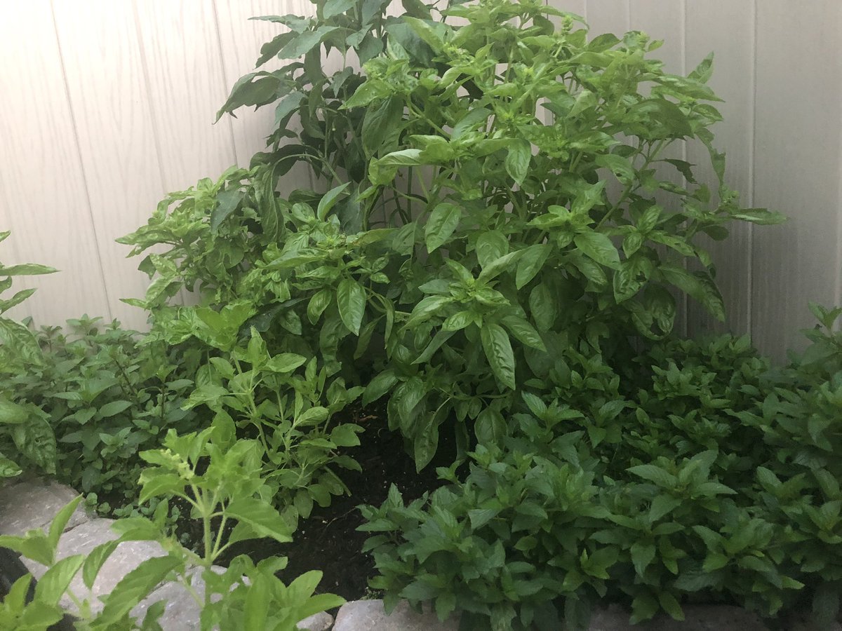 CoachT_Love's tweet image. Do yourself a favor, upgrade your flavor 🍀🎋🍄

Easiest way to sneak nutrients &amp;amp; flavor into your food ➡️ HOME GROWN HERBS
 
Whether you grow mint, parsley, basil, rosemary, cilantro, you name it

All of these can be used daily when cooking &amp;amp; grow like weeds with a little 💧☀️