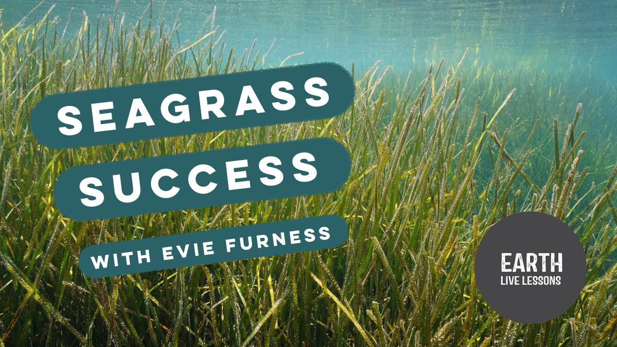 swansci4's tweet photo. Watch the full #EarthLiveLesson with Evie Furness all about Seagrass success with @ProjectSeagrass๐๐ฑWe are loving you see all of the resources on the @LizzieRDaly series plus you can also download the worksheets too!
https://t.co/4Lev7c9ptD
KS1&2 ๐๐๐https://t.co/80tp2HdiYa https://t.co/tRsggrP6j6