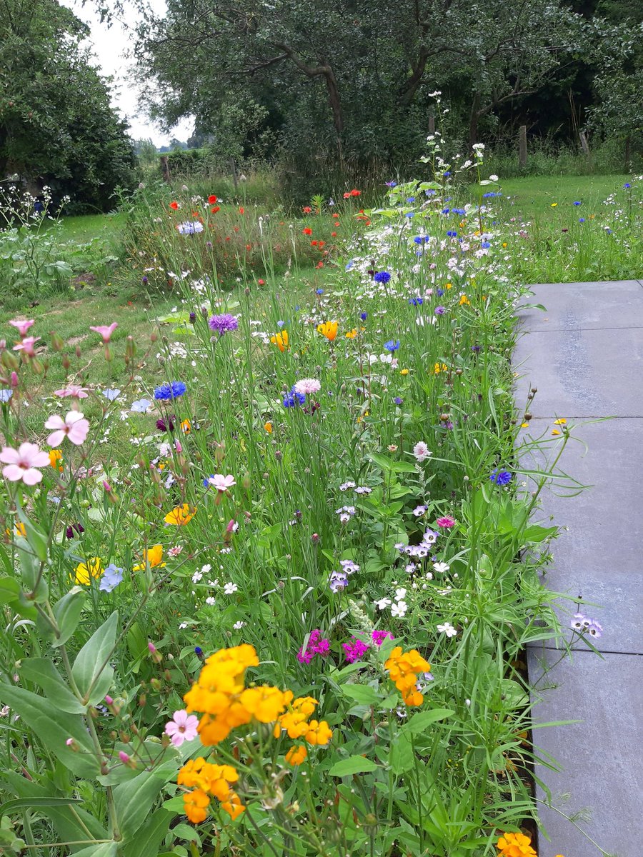 geveltuin's tweet photo. Prachtig, niet meer #maaien, maar #zaaien! RT @Boswachter_Kris: @geveltuin @natuurenbos @home #deboswachters https://t.co/hFQ2Cy07aY