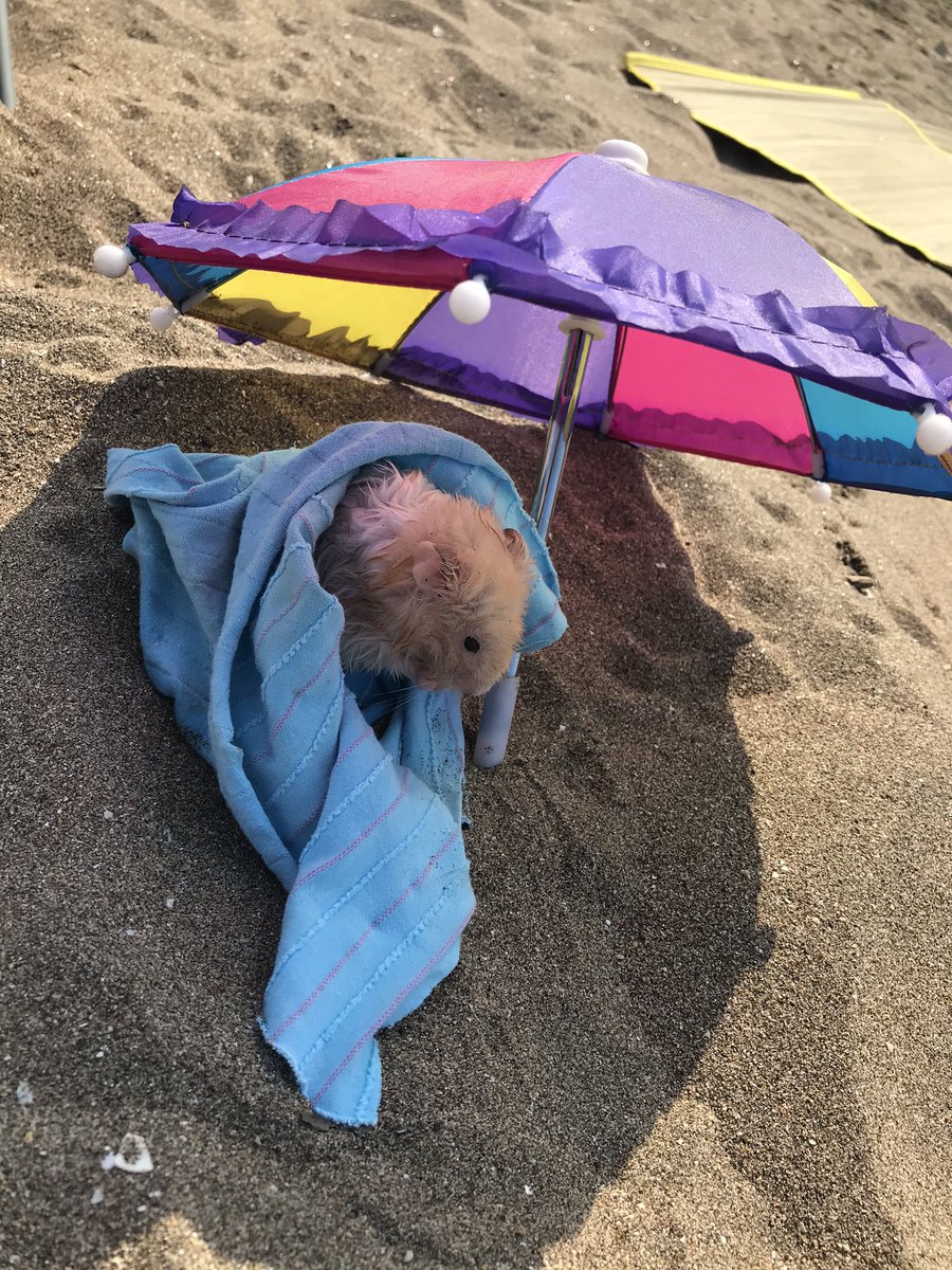 hams_bal's tweet photo. Aman aman nerelere geldik 🐹 https://t.co/g1r9PLMyzO