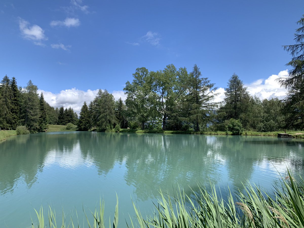 Swiss_Cathy's tweet image. Étang Long, Arbaz en montant sur Anzère. ⛰🥰 #monbeauValais #Valaisgravédansmoncoeur #Arbaz @anzeretweet
