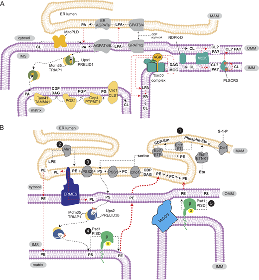 In this review, Michelle Grace Acoba, Nanami Senoo, and Steven M. Claypool discuss the surprisingly complicated mechanisms, regulation, and functions of #mitochondria membrane building bit.ly/31Cw8kF