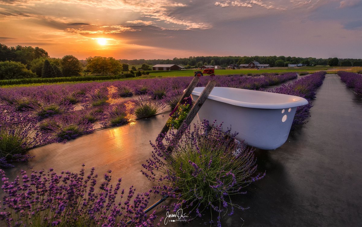 Jerome Davis (@jdavis2731) on Twitter photo Bathing in the sunlight <a href="/WickhamFarms/">Wickham Farms</a> "Lavender of Hope" <a href="/john_kucko/">John Kucko</a> <a href="/News_8/">News 8 WROC</a> <a href="/StormHour/">#StormHour</a> <a href="/13WHAM/">13WHAM</a> <a href="/news10nbc/">News10NBC</a> <a href="/WHEC_SPensgen/">Stacey Pensgen</a> #sunset Bathing in the sunlight <a href="/WickhamFarms/">Wickham Farms</a> "Lavender of Hope" <a href="/john_kucko/">John Kucko</a> <a href="/News_8/">News 8 WROC</a> <a href="/StormHour/">#StormHour</a> <a href="/13WHAM/">13WHAM</a> <a href="/news10nbc/">News10NBC</a> <a href="/WHEC_SPensgen/">Stacey Pensgen</a> #sunset