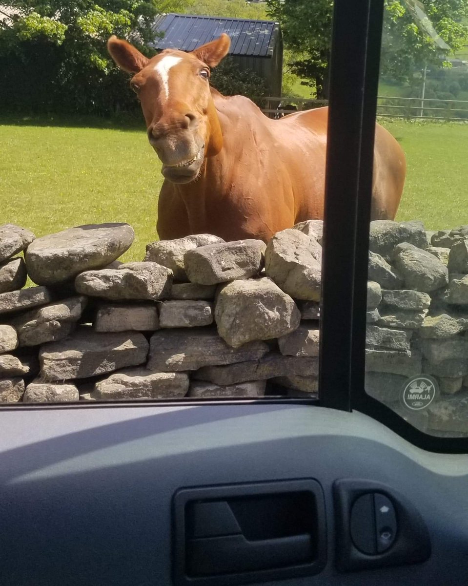 CMBClibraries's tweet image. Joel from Home Library Services is making lots of new friends on his rounds 🤣 #homelibraryservice #calderdalelibraries