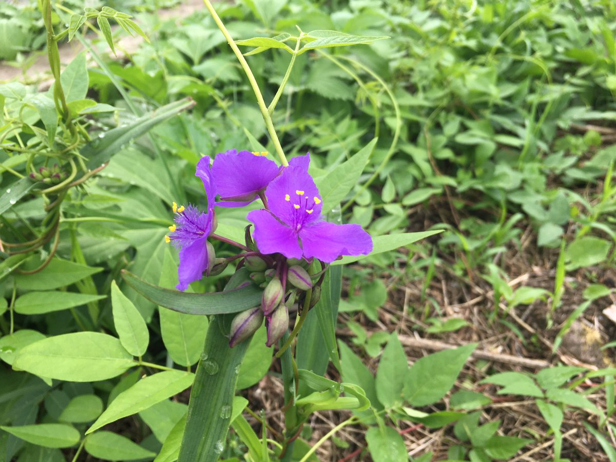 daisuke_saigusa's tweet photo. 雨続きの日々、家の庭に花が咲く。紫つゆ草、レッドクローバー、マーガレット。それぞれの花は生命の意味などは考えずに咲くが、それぞれの花には様々な意味がある。意味をつけるのは人間ばかり。
#信州 #塩尻 #たのめの里 #庭 #庭の花 https://t.co/POax6ww7b6