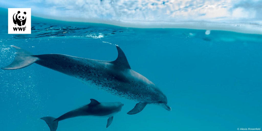 A victory for dolphins and porpoises 🐬! <a href="/EU_Commission/">European Commission</a> sends letters of formal notice to France, Spain and Sweden for failure to address #bycatch of these species in their waters and by their fishing fleets. 🇫🇷 🇪🇸 🇸🇪 have 3 months to take action ec.europa.eu/commission/pre…