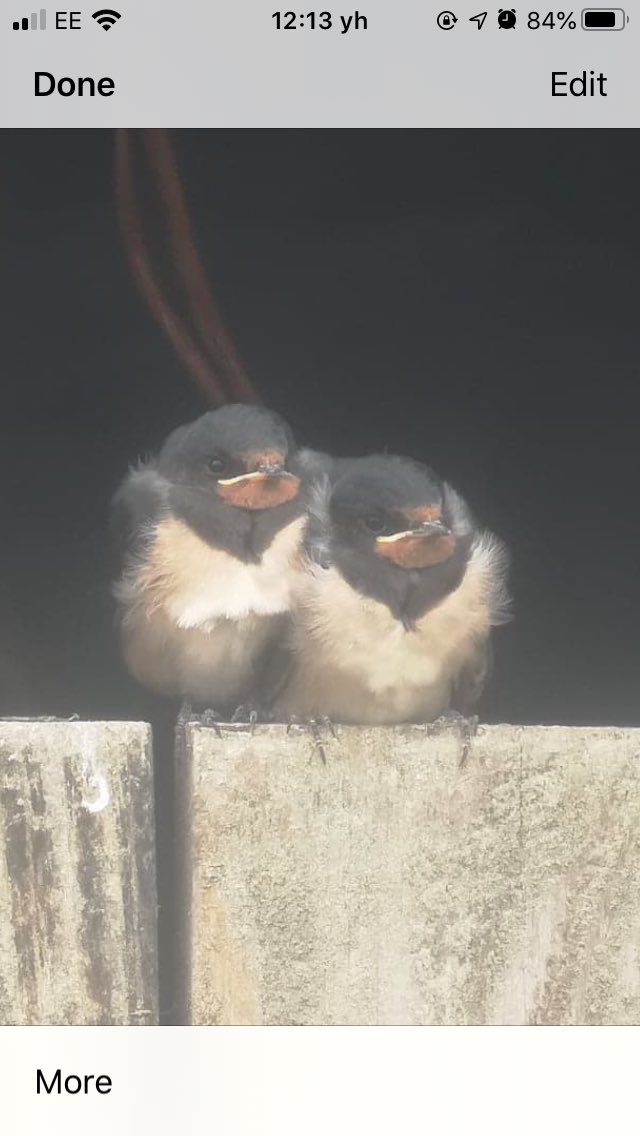 Don’t think they want to leave just yet ! #swallows #bydnatur